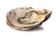 Oyster