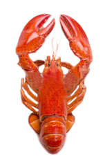 Lobster